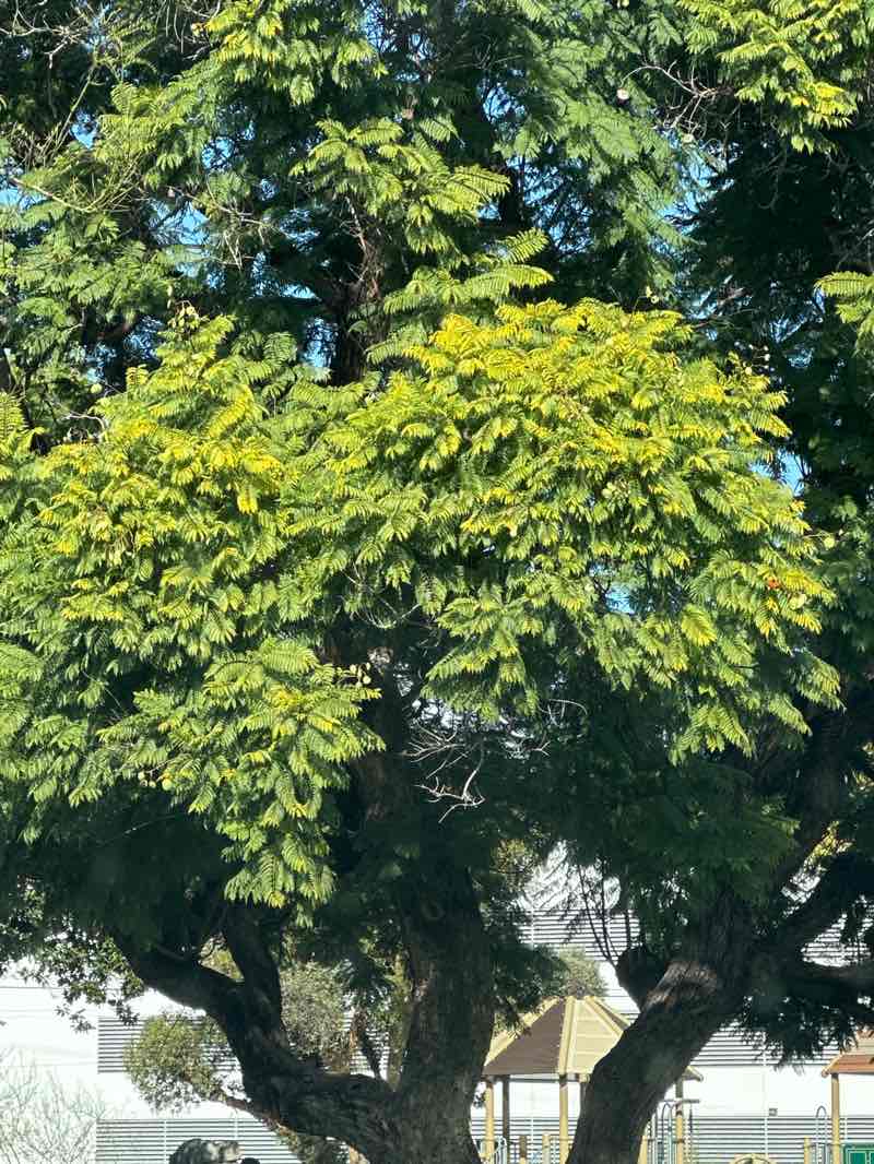 walking near me in Westside Park in winter