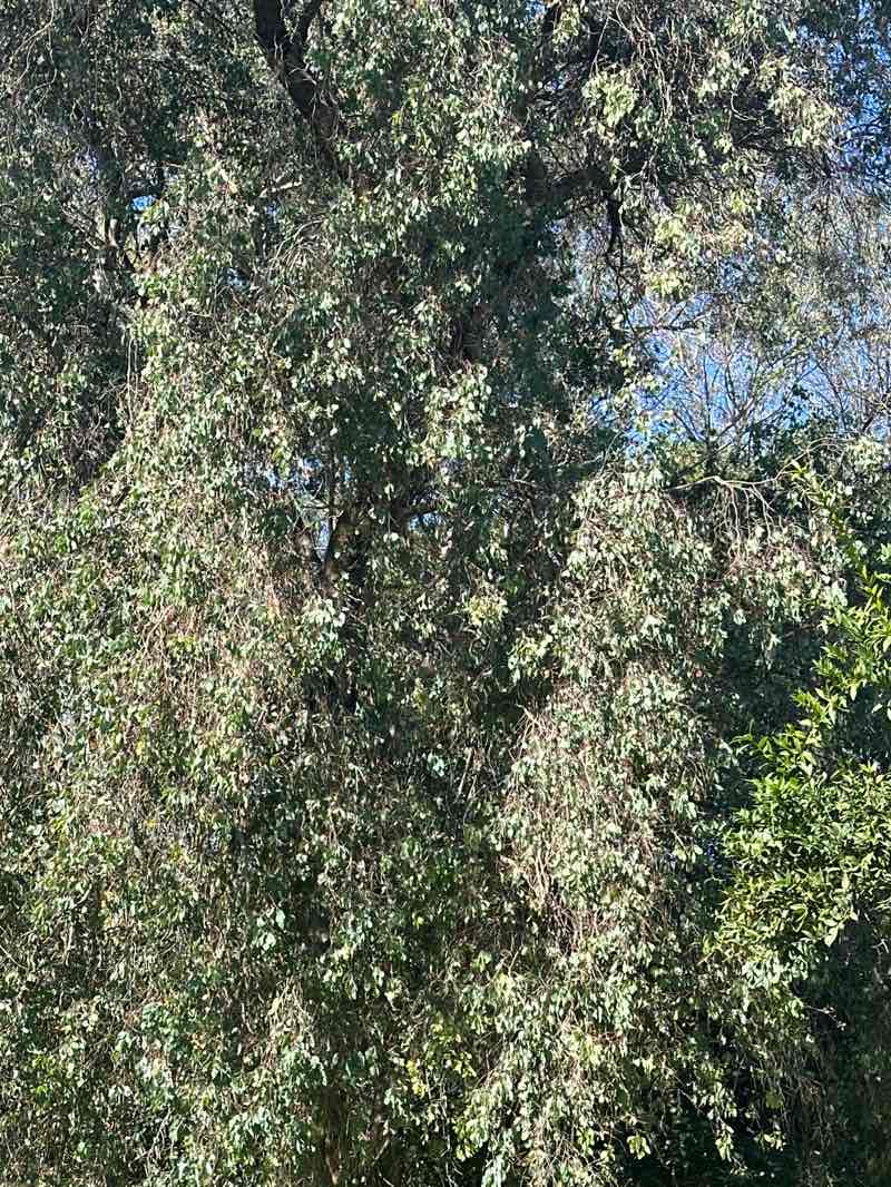 walking near me in El Dorado East Regional Park in winter