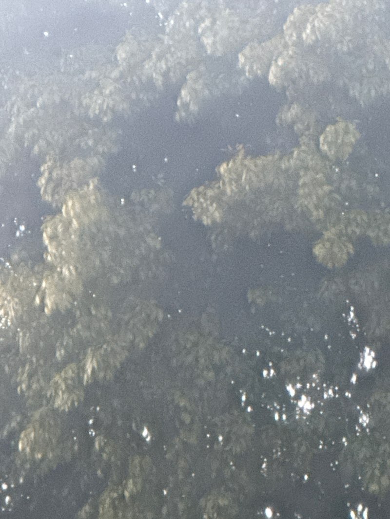 walking near me in Mayfair Park in summer