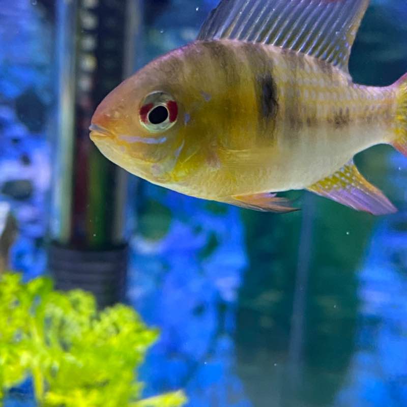 BROWNS Oshiyana post image