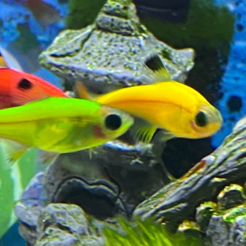 BROWNS Oshiyana post image