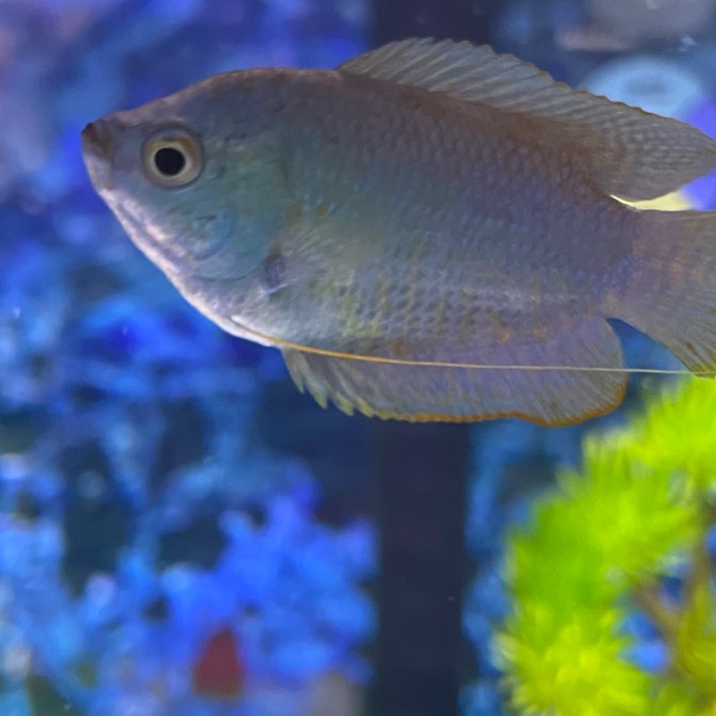 BROWNS Oshiyana post image