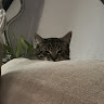 Diego
