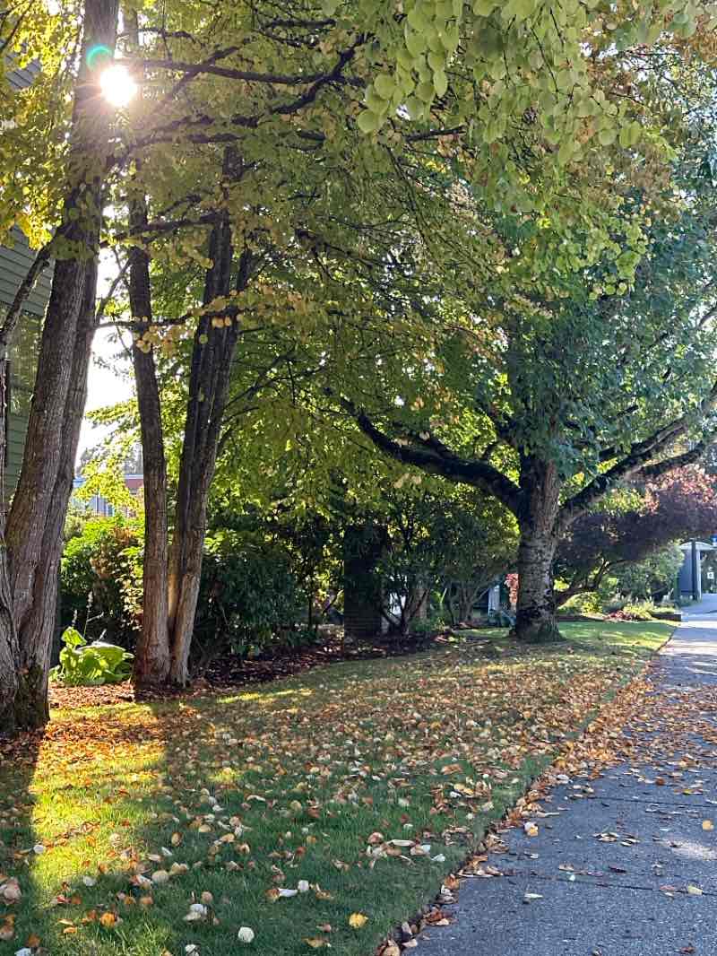 walking near me in White Rock Park in autumn