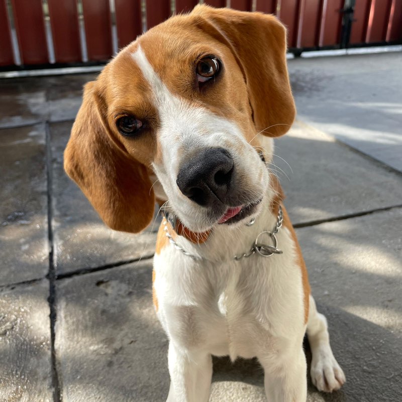 4ever young - Bertha icon