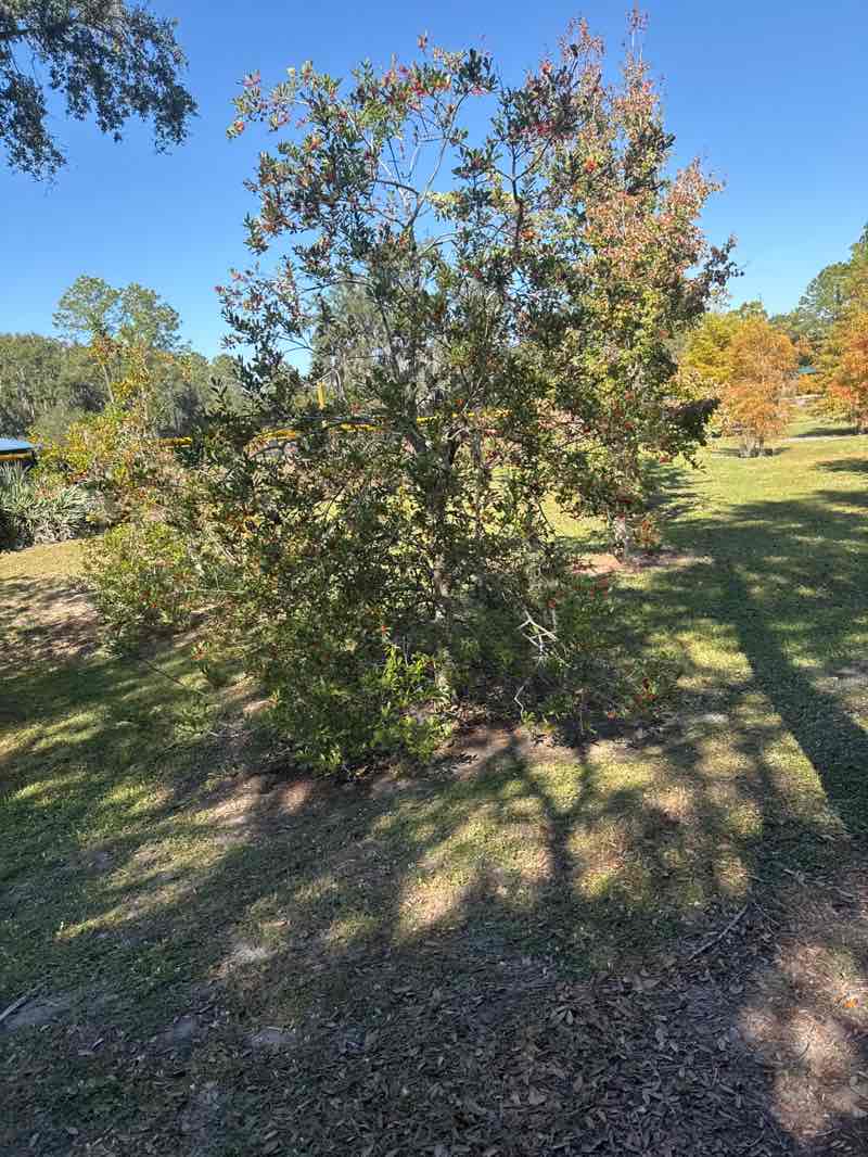 walking near me in Lake Idamere Park in autumn