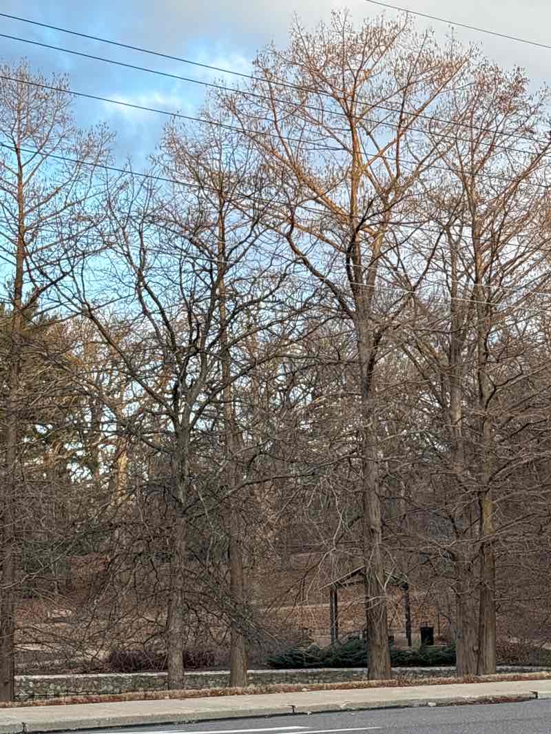 walking near me in Oak Knoll Park in winter