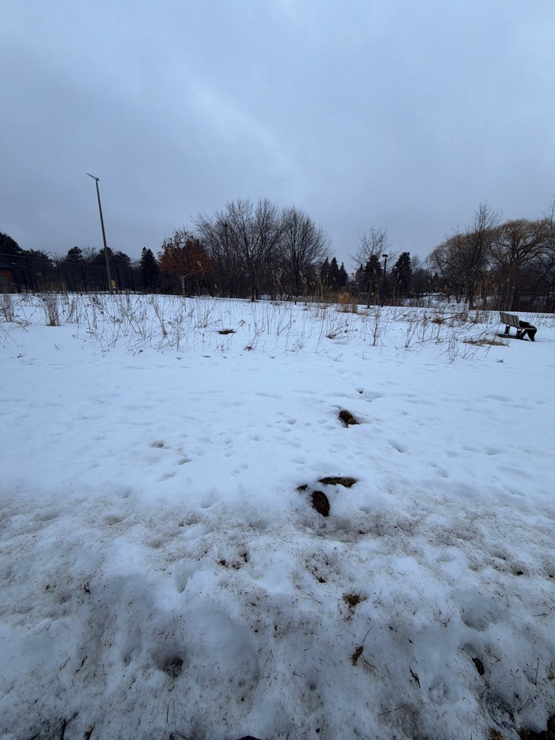 walking near me in David Farr Park in spring