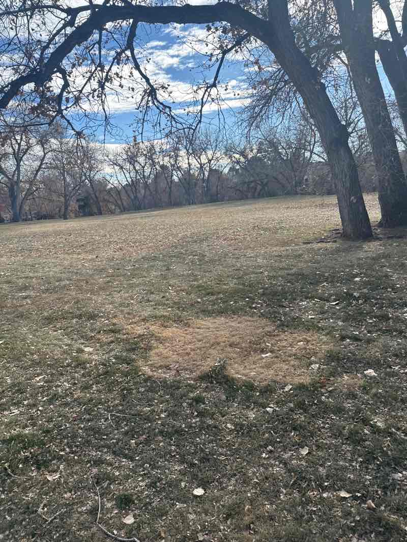 walking near me in Sutherland Shire Park in autumn