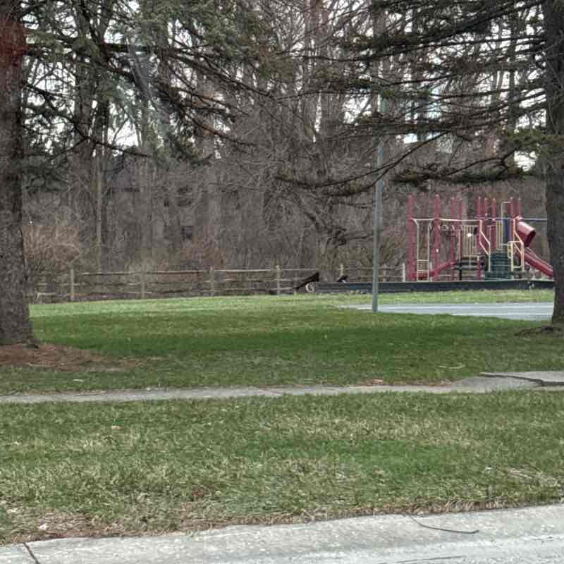 David of Maumee post 1