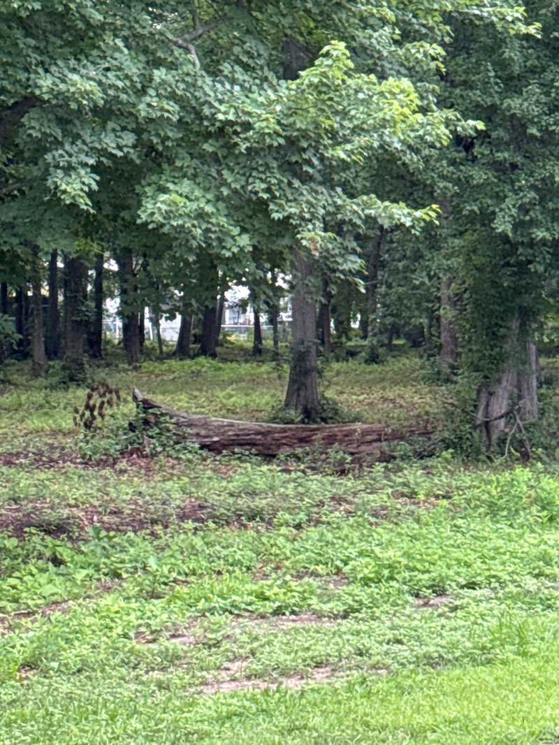 walking near me in Hessian Run Park in summer