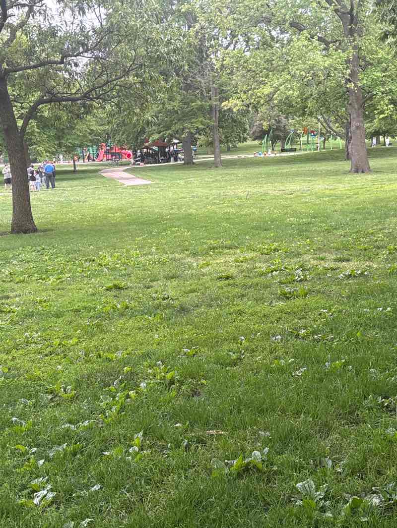 walking near me in Hessel Park in spring