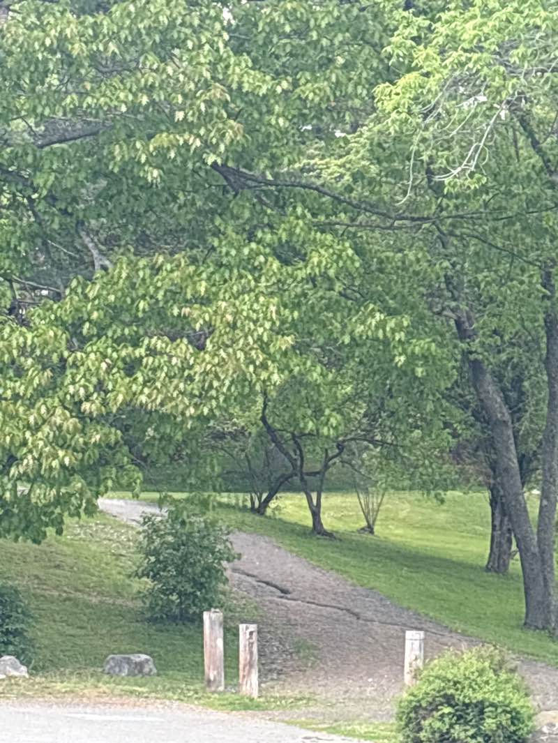 walking near me in Cascade Park in summer
