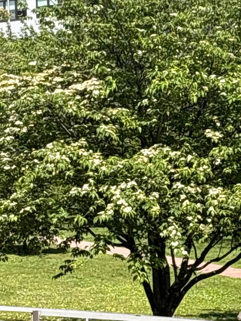 walking near me in Brodway Avenue Park in summer