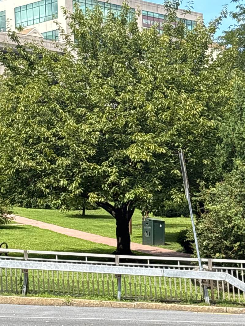 walking near me in Brodway Avenue Park in summer