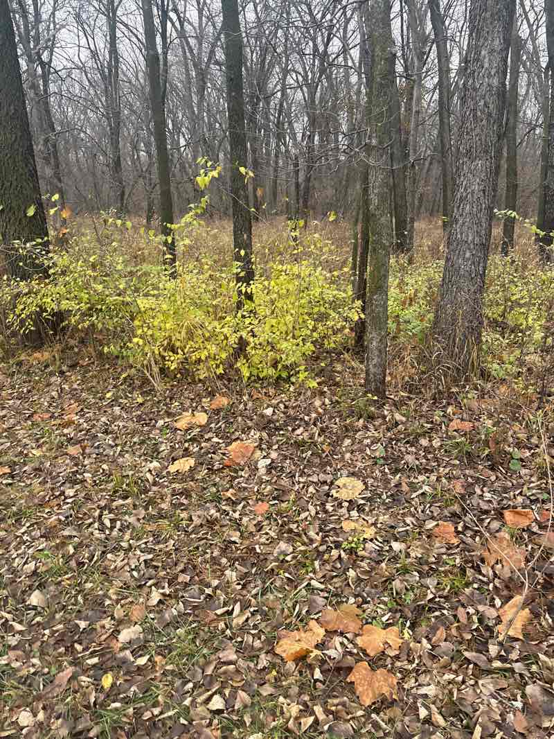 walking near me in Birdland Sports Park in autumn