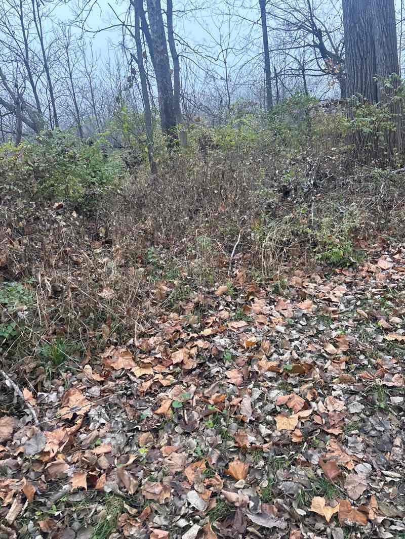 walking near me in Birdland Park in autumn