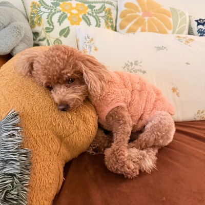 中聰羽球萬步走 太陽與地球 post image