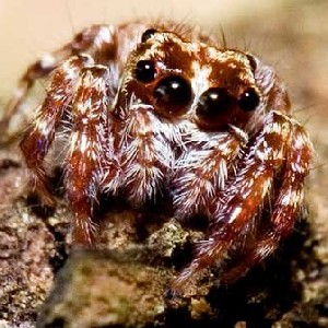 Zafer Yumrukcal profile