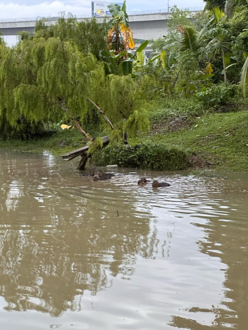 walking near me in Taman Pengkalan Batu in autumn