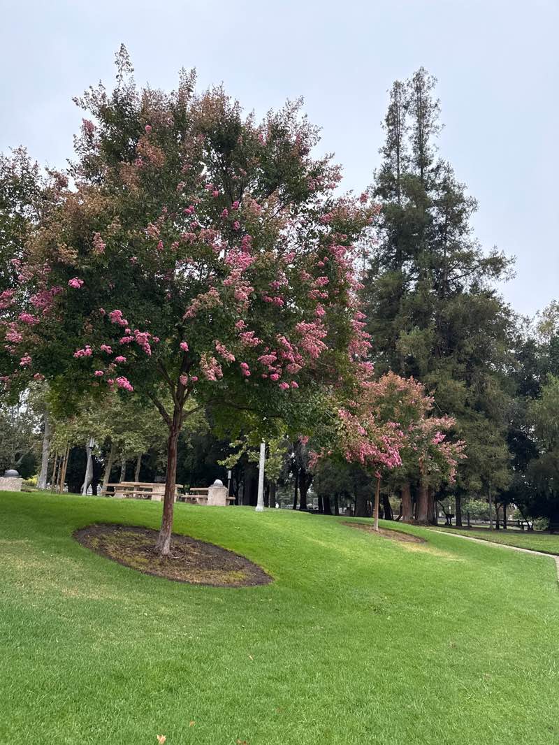walking near me in Serra Park in summer