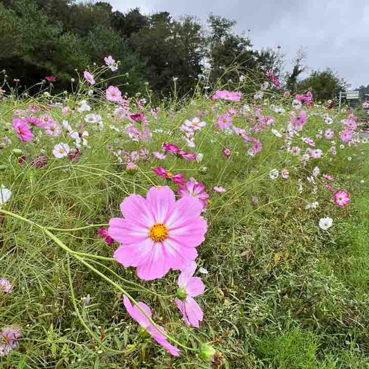 PLM실행그룹 10월 CA이벤트 윤종식 post image