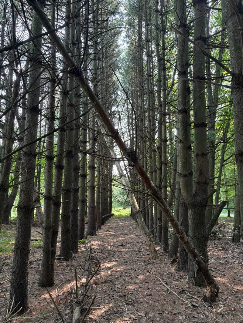 walking near me in Creek Ridge County Park in summer