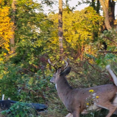 Oak Trace Bill Ilo post image