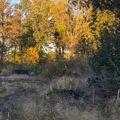 Oak Trace Bill Ilo post image