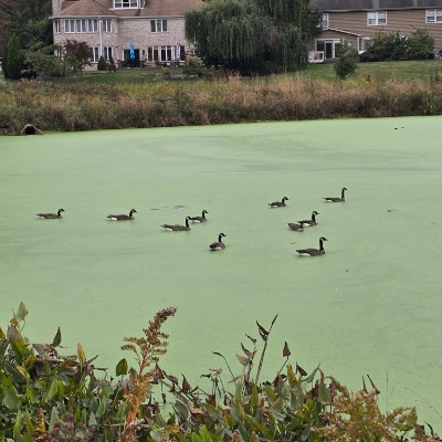 Oak Trace Bill Ilo post image