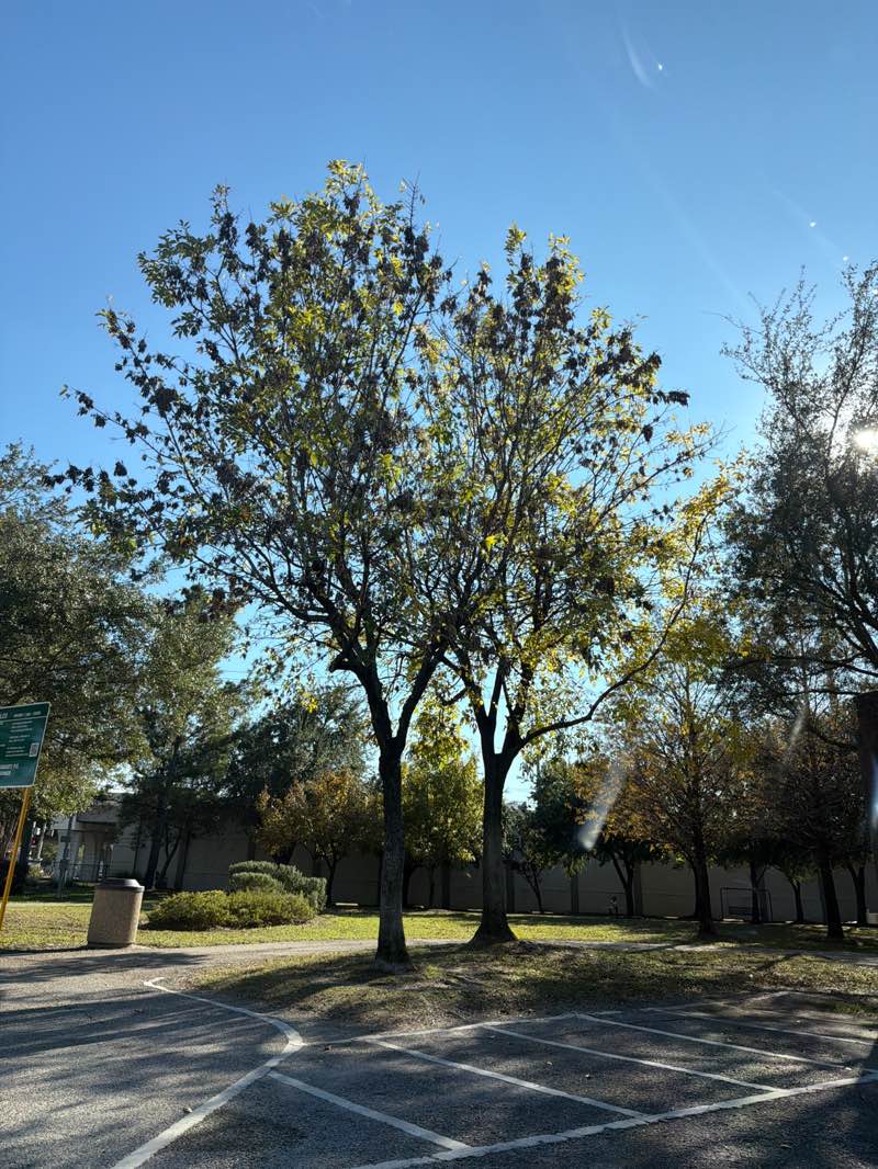 walking near me in Hickory Shadows Park in winter
