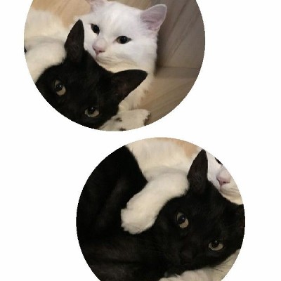 cats🫂 окак🫂☀️🚬 post image