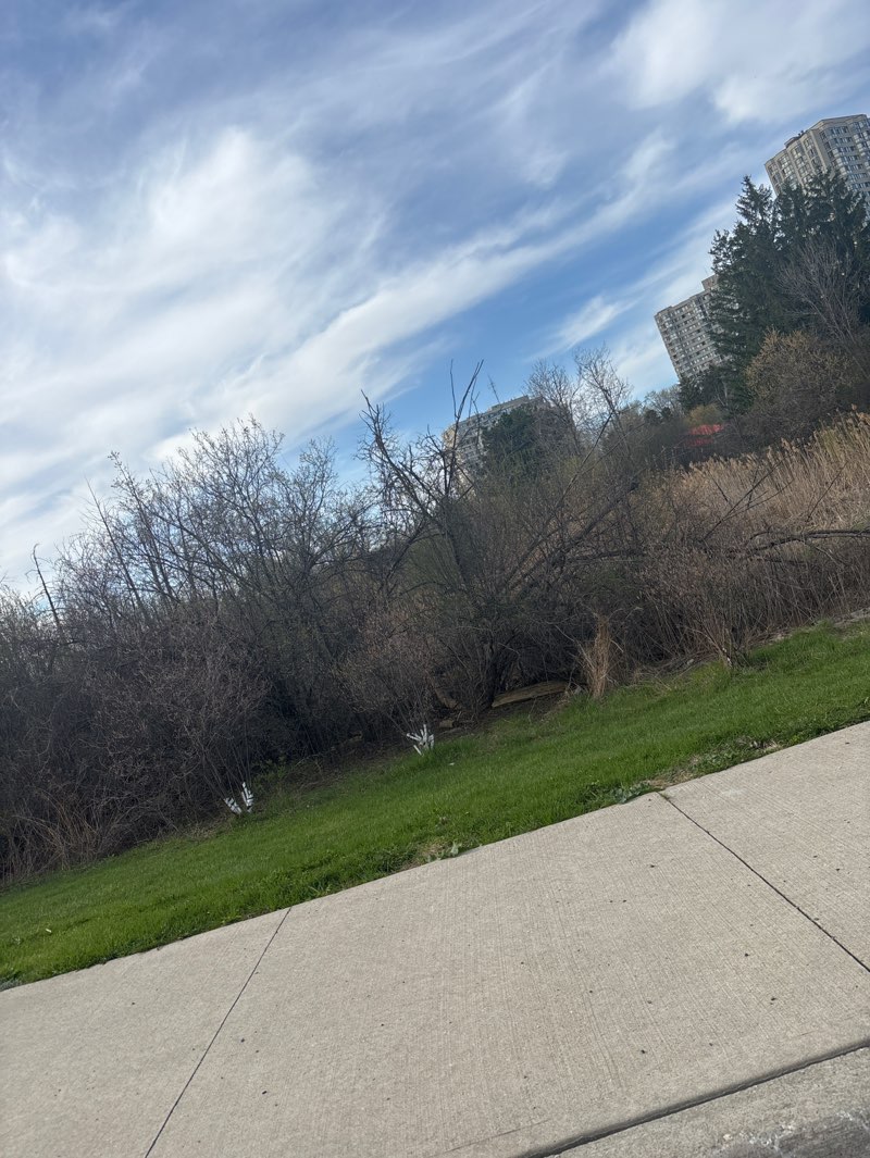 walking near me in Norton Place Park in spring