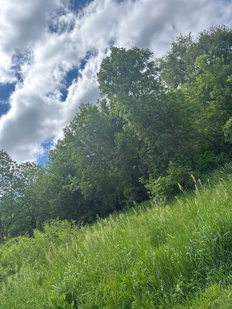 walking near me in Tara Park in summer