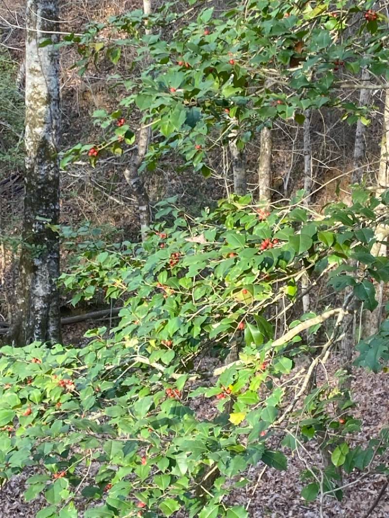 walking near me in Mission Tejas State Park in winter