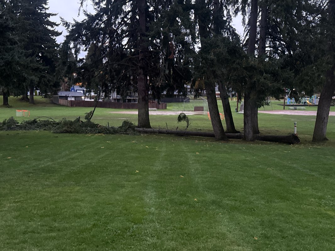 walking near me in Fircrest Park in autumn