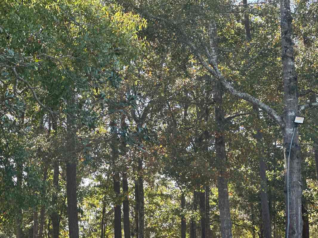 walking near me in Oscar Fraizer Park in autumn