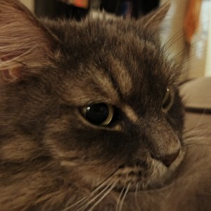 Лиза profile