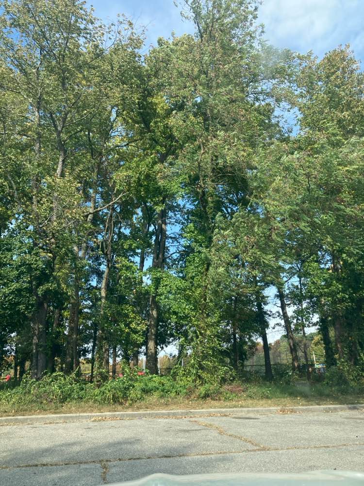 walking near me in Severn-Danza Park in autumn