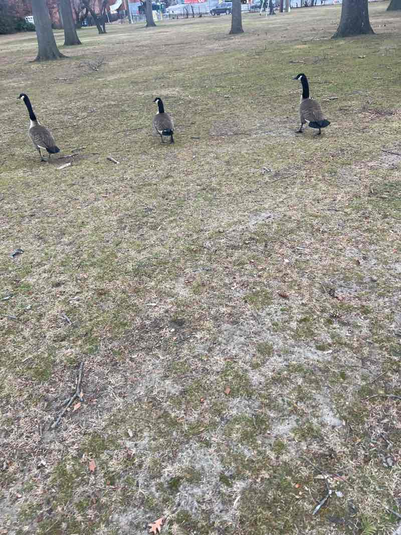 walking near me in Edward W. Cahill Memorial Park in winter