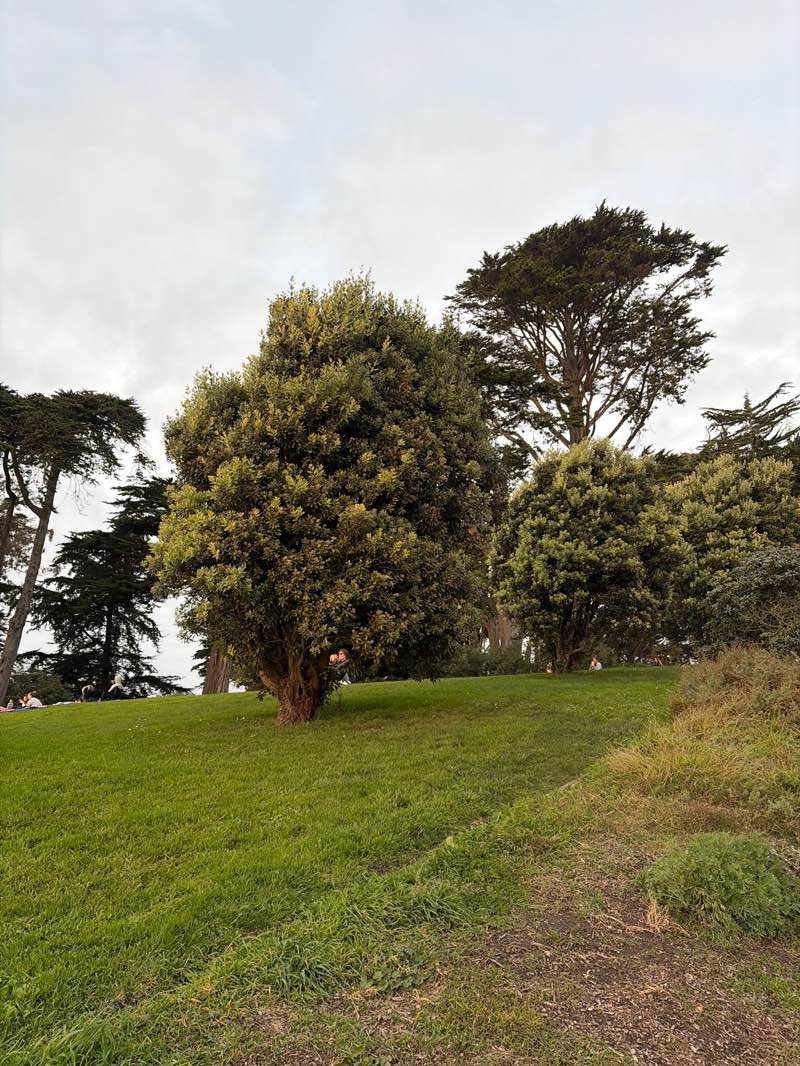 walking near me in Alamo Square in winter
