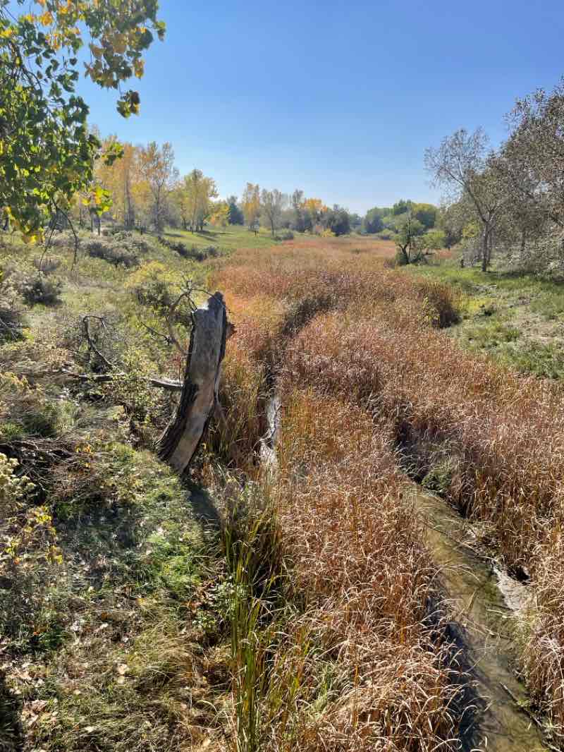 walking near me in Chapungu Sculture Park at Centerra in autumn