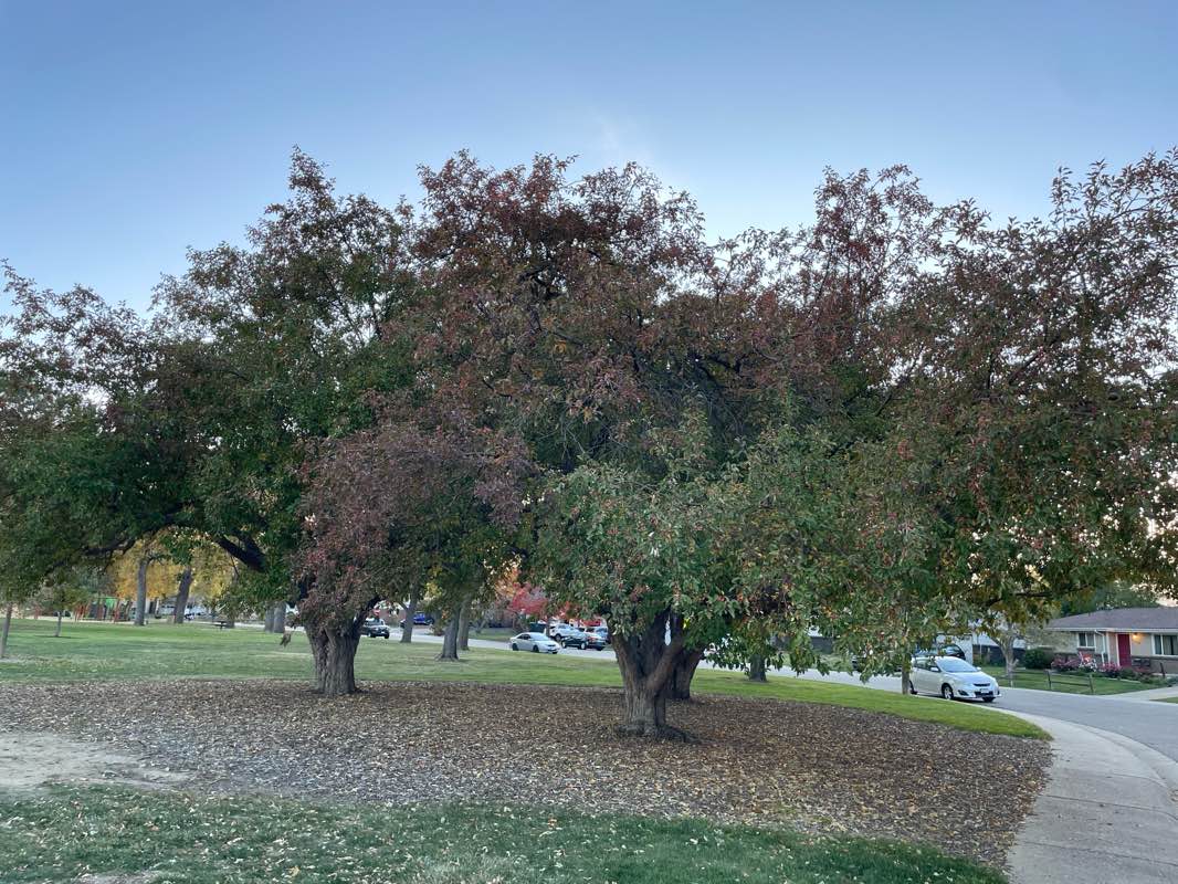 walking near me in Sherri Mar Park in autumn