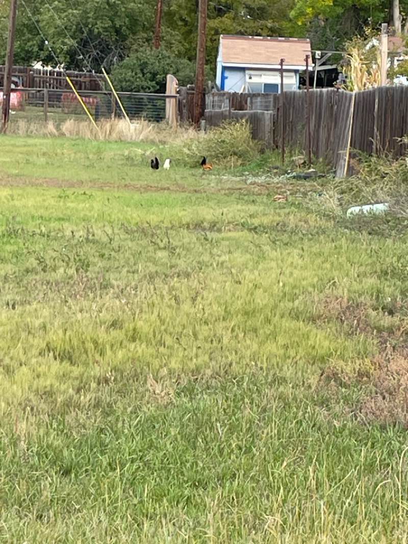 walking near me in Roberts Lake Park in autumn