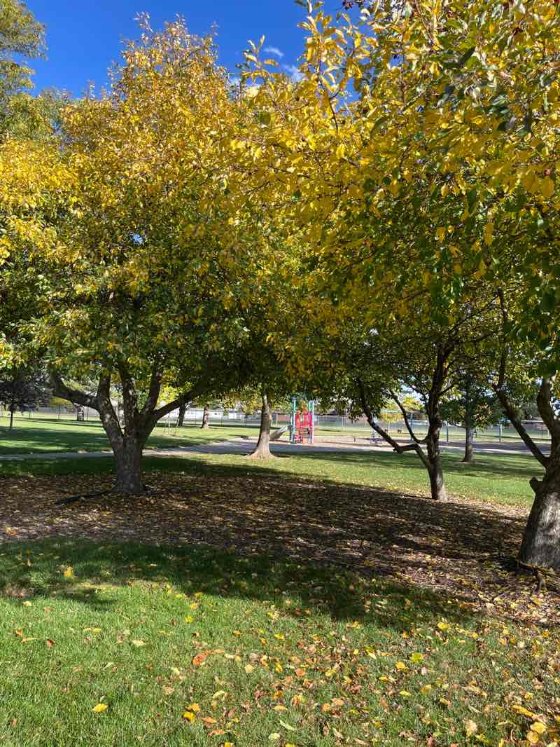 walking near me in Edmondson Park in autumn