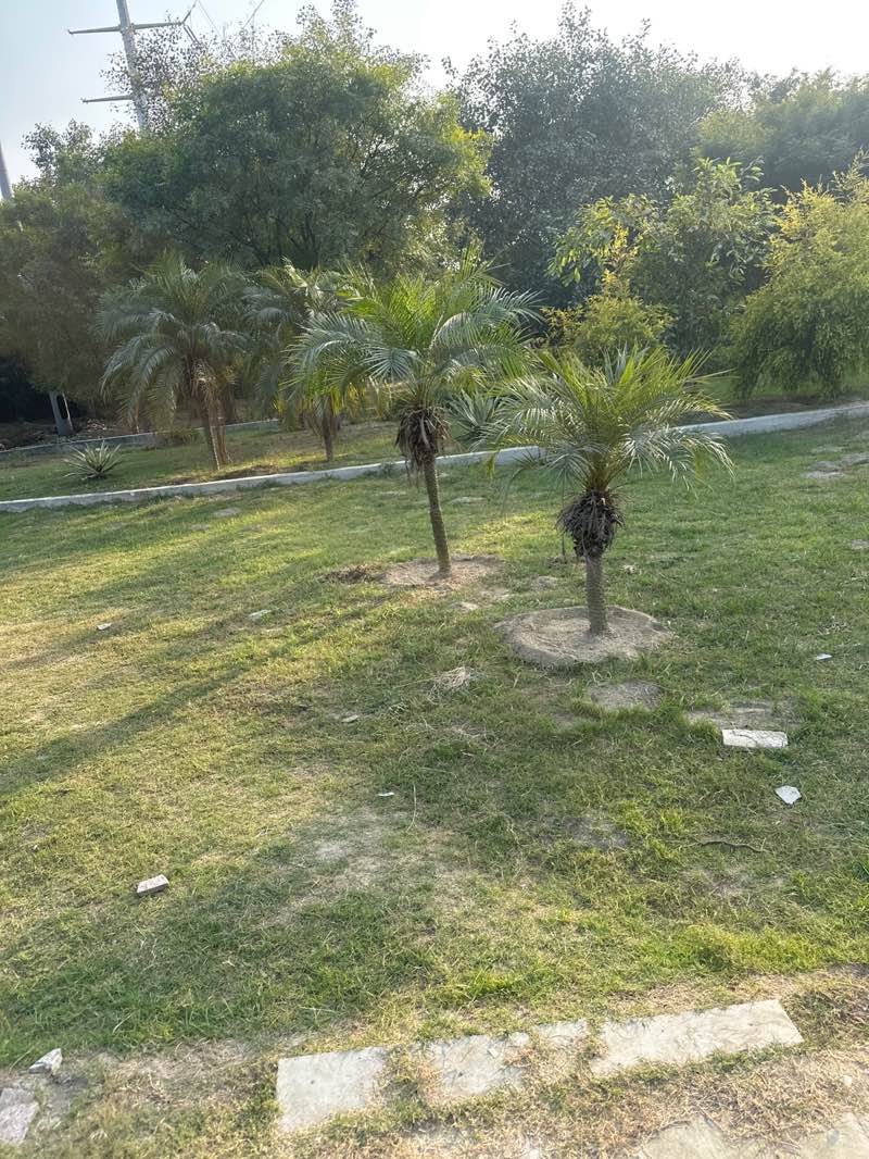 walking near me in Sector 128 Park in winter