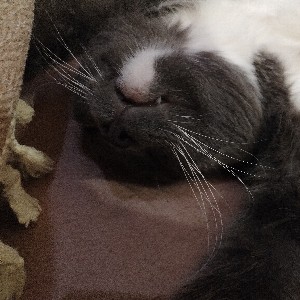 Ольга Пахомова icon