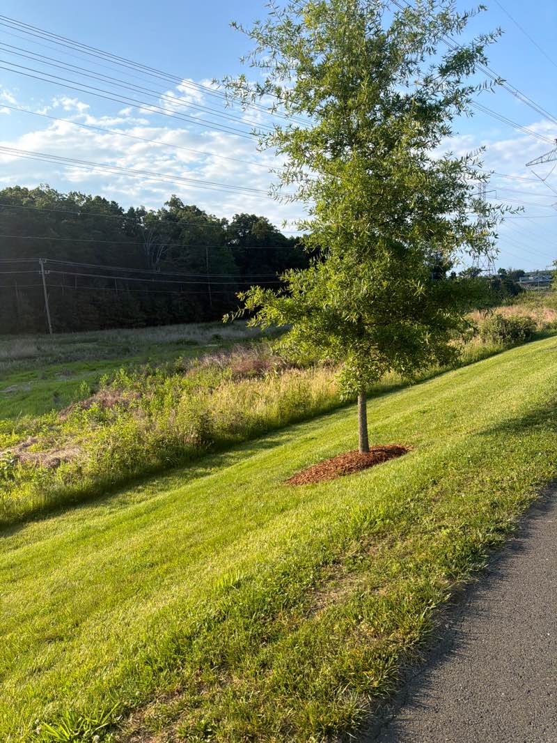 walking near me in Hal and Berni Hanson Regional Park in summer