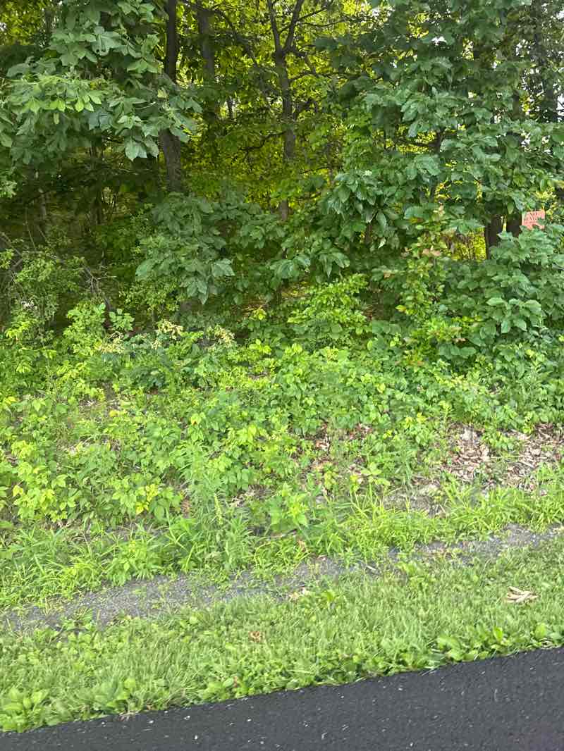 walking near me in Longswamp Community Park in summer