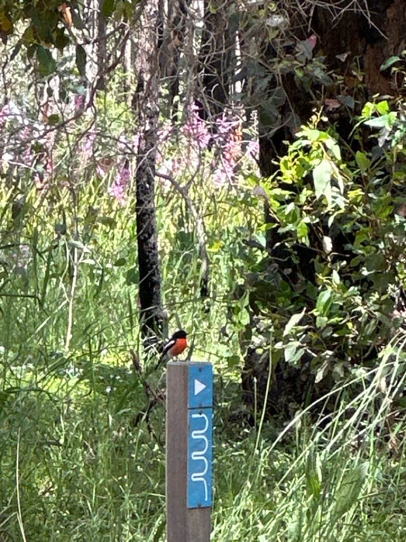 walking near me in Nannup Foreshore Park in spring